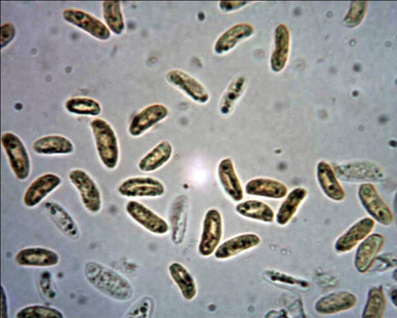 Ceriporia cf. purpurea (Ceriporia purpurea)